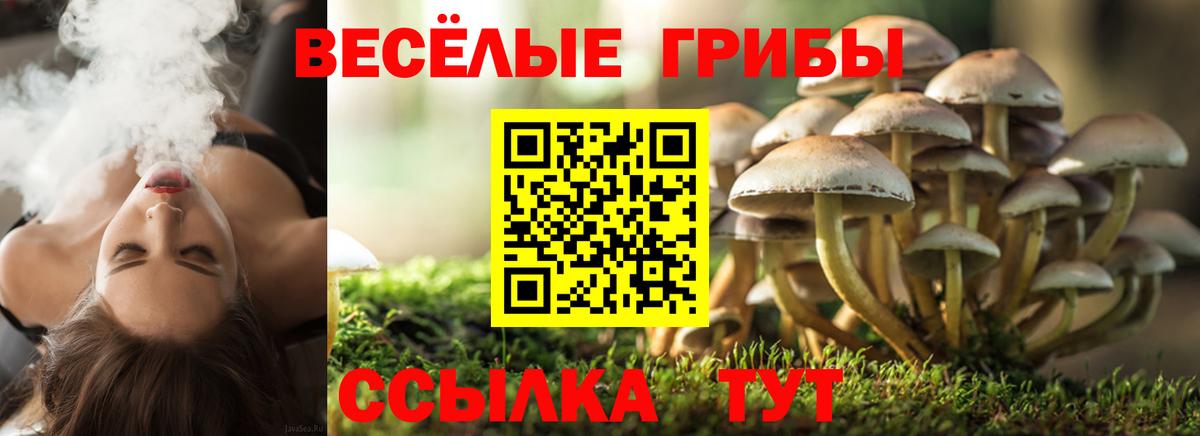 продажа наркотиков  Вход с VPN  Гурьевск  Псилоцибиновые грибы Psilocybe 
